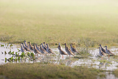 BUITEN BEELD Foto: 443189