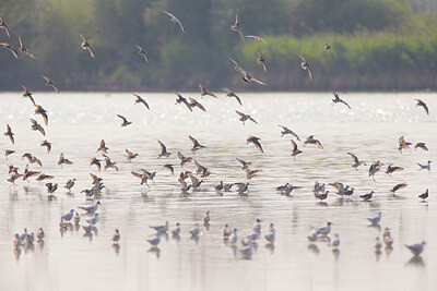 BUITEN BEELD Foto: 443190