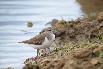 BUITEN BEELD Foto: 443197