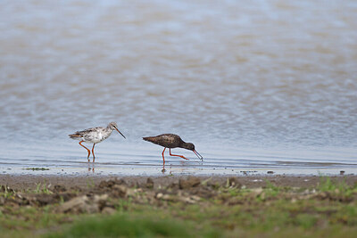 BUITEN BEELD Foto: 443204