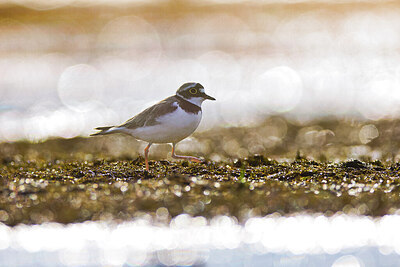 BUITEN BEELD Foto: 443205