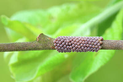 BUITEN BEELD Foto: 443220