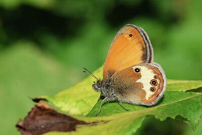 BUITEN BEELD Foto: 443222