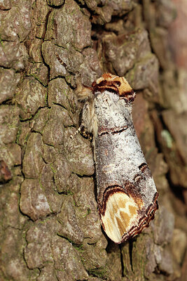BUITEN BEELD Foto: 443223