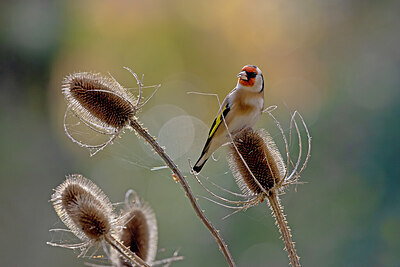 BUITEN BEELD Foto: 443234