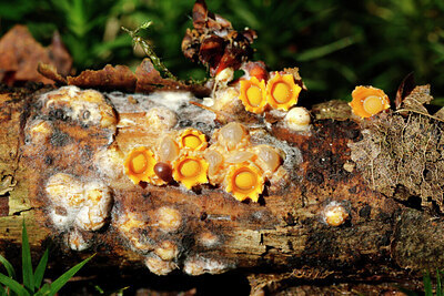 BUITEN BEELD Foto: 443239