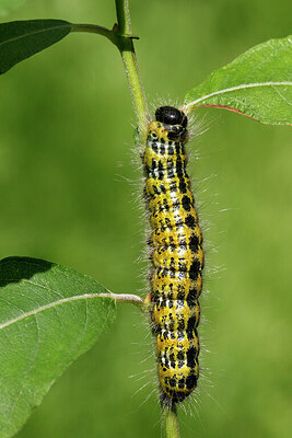 BUITEN BEELD Foto: 443241