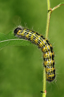 BUITEN BEELD Foto: 443242