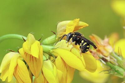 BUITEN BEELD Foto: 443244