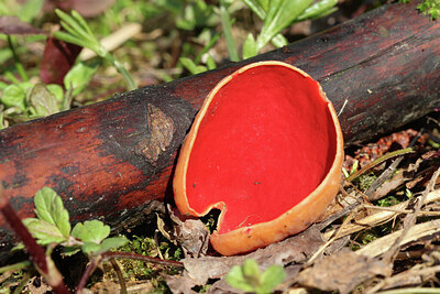 BUITEN BEELD Foto: 443248