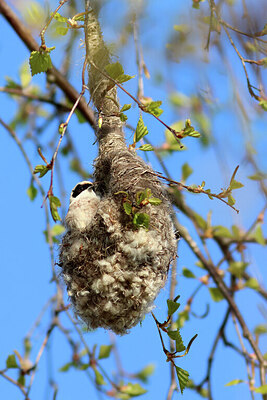 BUITEN BEELD Foto: 443280