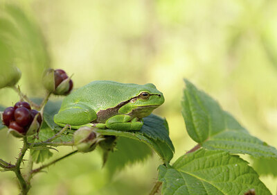 BUITEN BEELD Foto: 443282