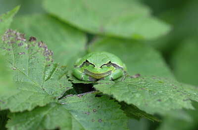 BUITEN BEELD Foto: 443287
