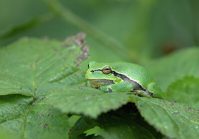 BUITEN BEELD Foto: 443288