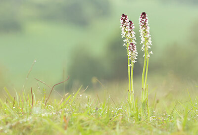 BUITEN BEELD Foto: 443299