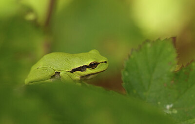 BUITEN BEELD Foto: 443301