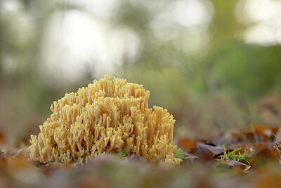 BUITEN BEELD Foto: 443303