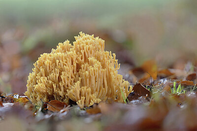 BUITEN BEELD Foto: 443304