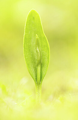 BUITEN BEELD Foto: 443305