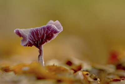 BUITEN BEELD Foto: 443306