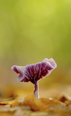 BUITEN BEELD Foto: 443307
