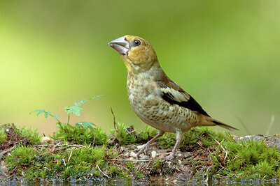 BUITEN BEELD Foto: 443308