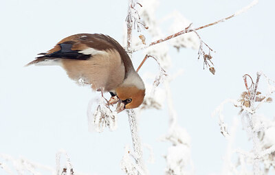BUITEN BEELD Foto: 443311