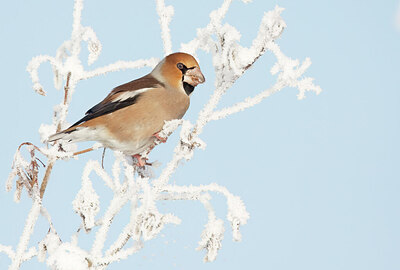 BUITEN BEELD Foto: 443312