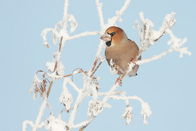BUITEN BEELD Foto: 443313
