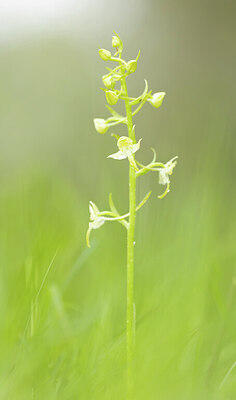 BUITEN BEELD Foto: 443318