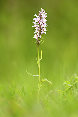 BUITEN BEELD Foto: 443333