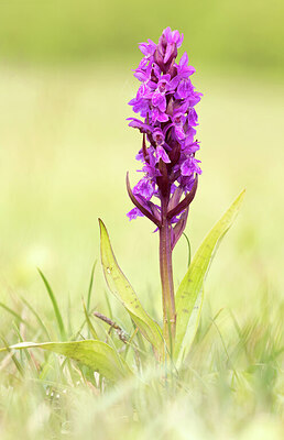 BUITEN BEELD Foto: 443338