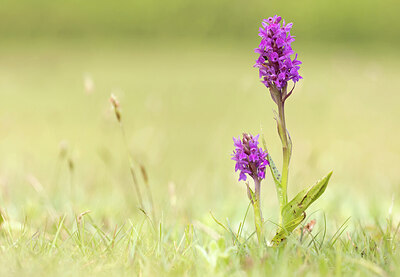 BUITEN BEELD Foto: 443340