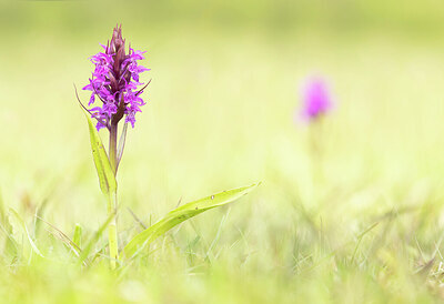 BUITEN BEELD Foto: 443342
