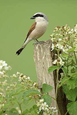 BUITEN BEELD Foto: 443344