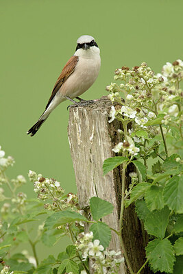 BUITEN BEELD Foto: 443345