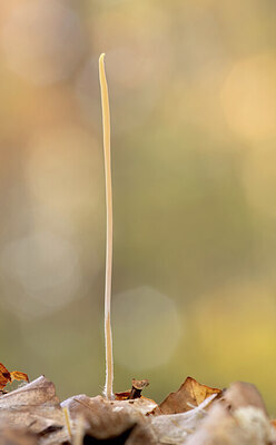BUITEN BEELD Foto: 443347