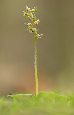 BUITEN BEELD Foto: 443348