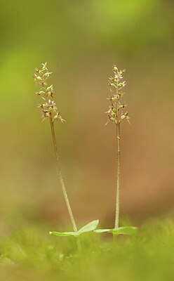 BUITEN BEELD Foto: 443349