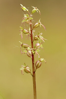 BUITEN BEELD Foto: 443350