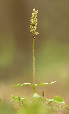 BUITEN BEELD Foto: 443352