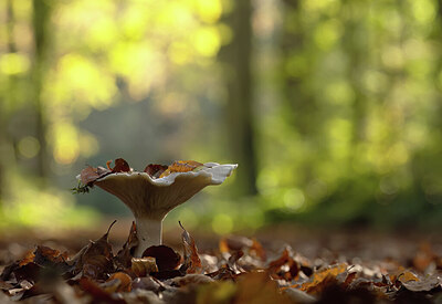 BUITEN BEELD Foto: 443353