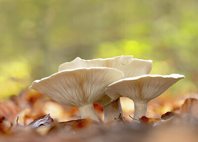 BUITEN BEELD Foto: 443354