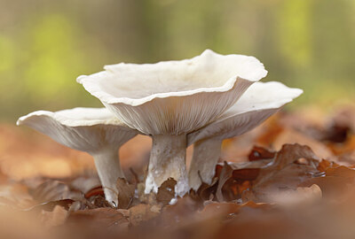 BUITEN BEELD Foto: 443356