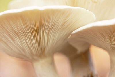 BUITEN BEELD Foto: 443357