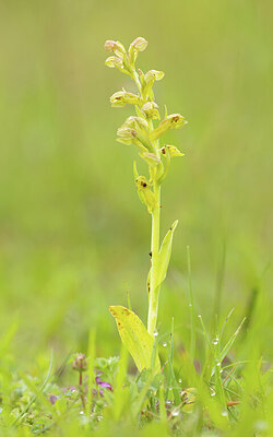 BUITEN BEELD Foto: 443362