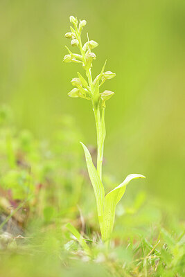BUITEN BEELD Foto: 443363