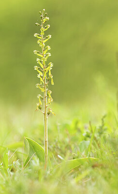 BUITEN BEELD Foto: 443365