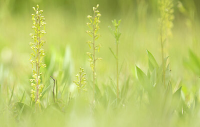 BUITEN BEELD Foto: 443367