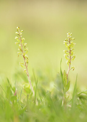 BUITEN BEELD Foto: 443368